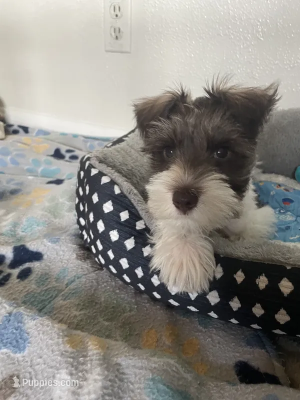 Woody – Miniature Schnauzer puppy for sale in Anthony, FL