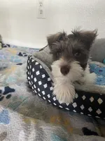 Woody, a male Miniature Schnauzer for sale in Anthony, FL – 1 of 9