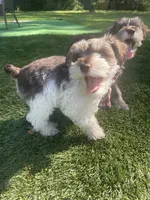 Buzz, a male Miniature Schnauzer for sale in Anthony, FL – 6 of 9