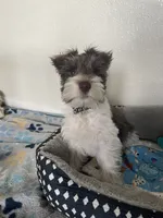 Woody, a male Miniature Schnauzer for sale in Anthony, FL – 5 of 9