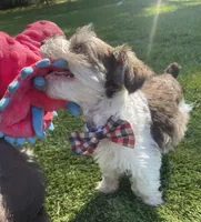Buzz, a male Miniature Schnauzer for sale in Anthony, FL – 3 of 9