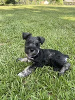 Daisy, a female Miniature Schnauzer for sale in Anthony, FL – 7 of 8