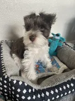 Woody, a male Miniature Schnauzer for sale in Anthony, FL – 2 of 9
