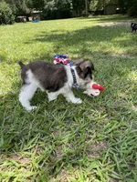 Woody, a male Miniature Schnauzer for sale in Anthony, FL – 9 of 9