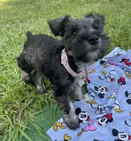 Daisy, a female Miniature Schnauzer for sale in Anthony, FL – 3 of 8