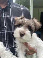 Woody, a male Miniature Schnauzer for sale in Anthony, FL – 3 of 9