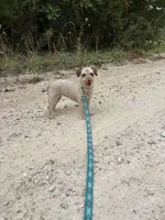 Minnie, a female Poodle - Toy  for sale in Buffalo, MO – 1 of 10