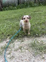 Minnie, a female Poodle - Toy  for sale in Buffalo, MO – 6 of 10