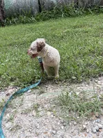 Minnie, a female Poodle - Toy  for sale in Buffalo, MO – 2 of 10