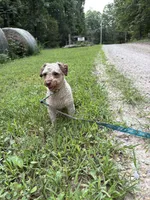 Minnie, a female Poodle - Toy  for sale in Buffalo, MO – 7 of 10