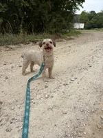 Minnie, a female Poodle - Toy  for sale in Buffalo, MO – 8 of 10