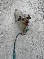 Minnie, a female Poodle - Toy  for sale in Buffalo, MO – 10 of 10
