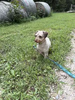 Minnie, a female Poodle - Toy  for sale in Buffalo, MO – 3 of 10