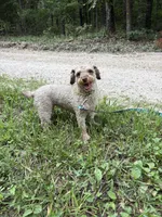 Minnie, a female Poodle - Toy  for sale in Buffalo, MO – 5 of 10