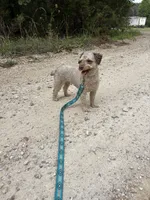 Minnie, a female Poodle - Toy  for sale in Buffalo, MO – 4 of 10
