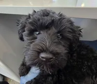 Ziva, a female Miniature Schnauzer for sale in Grand Junction, CO – 2 of 4