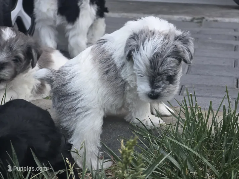 Mando – Miniature Schnauzer puppy for sale in Grand Junction, CO