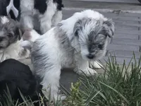 Mando, a male Miniature Schnauzer for sale in Grand Junction, CO – 1 of 5