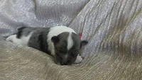 Grogu, a male Miniature Schnauzer for sale in Grand Junction, CO – 3 of 3