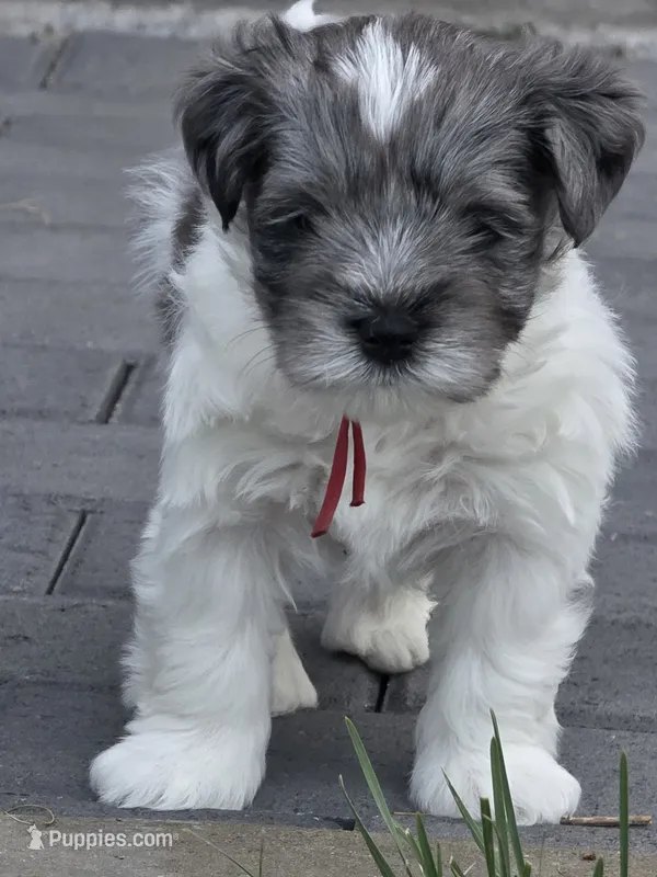 Grogu – Miniature Schnauzer puppy for sale in Grand Junction, CO