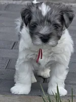 Grogu, a male Miniature Schnauzer for sale in Grand Junction, CO – 1 of 5