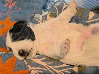 Reed, a male Miniature Schnauzer for sale in Grand Junction, CO – Photo 2 of 5