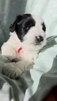 Reed, a male Miniature Schnauzer for sale in Grand Junction, CO – 3 of 8