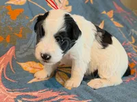 Reed, a male Miniature Schnauzer for sale in Grand Junction, CO – Photo 4 of 5