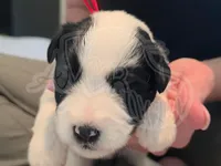 Reed, a male Miniature Schnauzer for sale in Grand Junction, CO – Photo 3 of 5