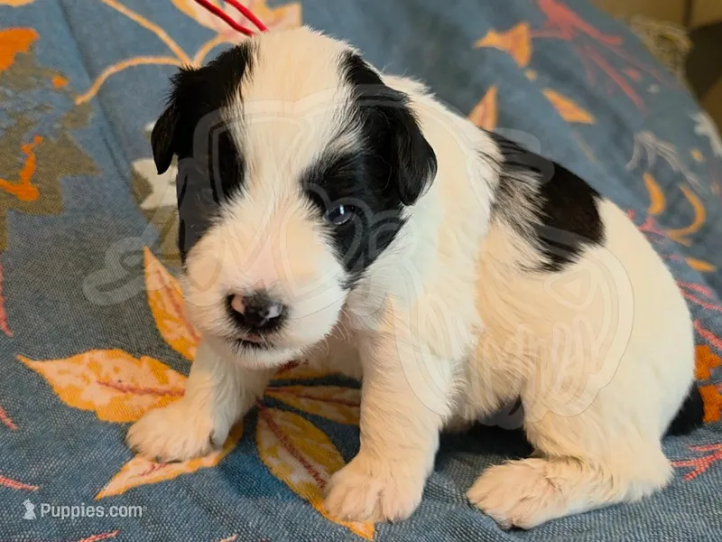Reed – Miniature Schnauzer puppy for sale in Grand Junction, CO