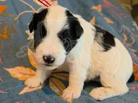 Reed, a male Miniature Schnauzer for sale in Grand Junction, CO – Photo 1 of 5