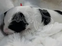 Reed, a male Miniature Schnauzer for sale in Grand Junction, CO – Photo 5 of 5