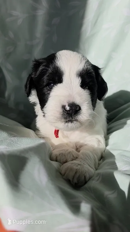 Reed – Miniature Schnauzer puppy on hold in Grand Junction, CO