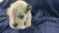 Mando, a male Miniature Schnauzer for sale in Grand Junction, CO – 2 of 4