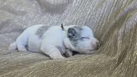 Mando, a male Miniature Schnauzer for sale in Grand Junction, CO – 4 of 4