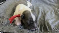 Grogu, a male Miniature Schnauzer for sale in Grand Junction, CO – 2 of 3