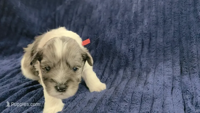 Grogu – Miniature Schnauzer puppy for sale in Grand Junction, CO