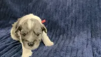 Grogu, a male Miniature Schnauzer for sale in Grand Junction, CO – 1 of 3