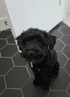 Ziva, a female Miniature Schnauzer for sale in Grand Junction, CO – 4 of 4