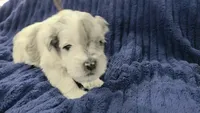 Mando, a male Miniature Schnauzer for sale in Grand Junction, CO – 1 of 4