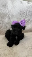 Ziva, a female Miniature Schnauzer for sale in Grand Junction, CO – 1 of 4