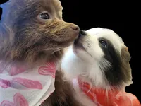 Foxy , a female Pomeranian for sale in Wichita, KS – Photo 4 of 4