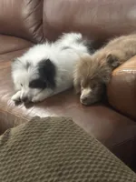 Foxy , a female Pomeranian for sale in Wichita, KS – Photo 3 of 4