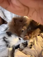 Foxy , a female Pomeranian for sale in Wichita, KS – Photo 2 of 4