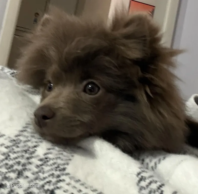 Foxy  – Pomeranian puppy for sale in Wichita, KS