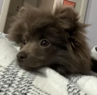 Foxy , a female Pomeranian for sale in Wichita, KS – Photo 1 of 4