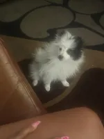 Maximilian, a male Pomeranian for sale in Wichita, KS – Photo 7 of 8