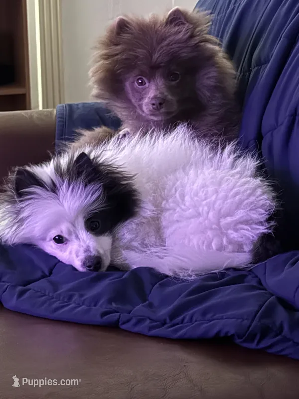 Maximilian – Pomeranian puppy for sale in Wichita, KS