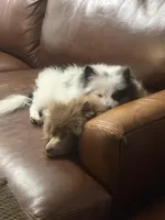 Maximilian, a male Pomeranian for sale in Wichita, KS – Photo 3 of 8