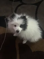 Maximilian, a male Pomeranian for sale in Wichita, KS – Photo 6 of 8